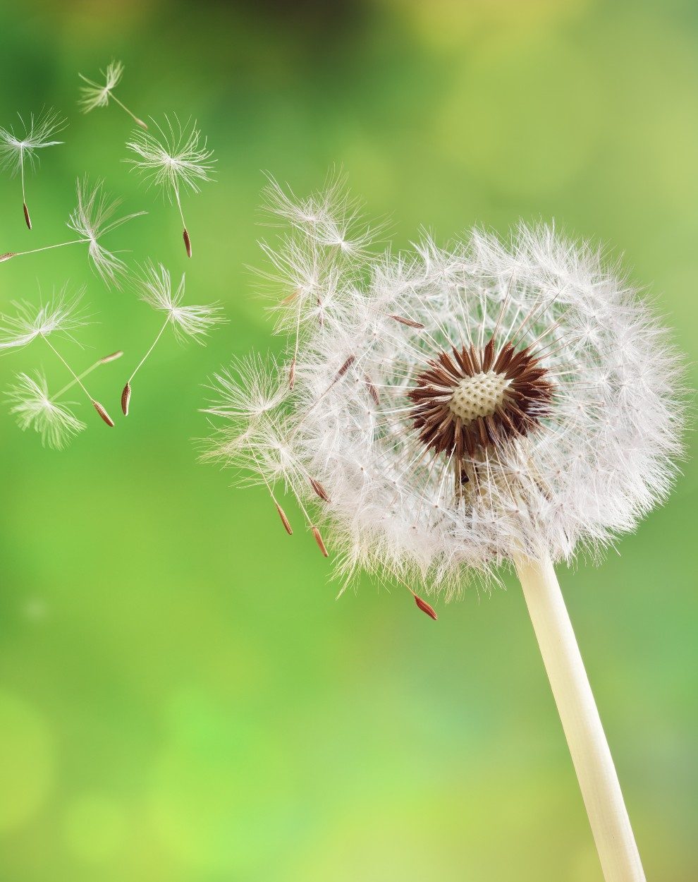 Pusteblume im Wind. Sinnbild für Loslassen und Wandel.